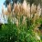 Miscanthus sinensis 'Ballerina'