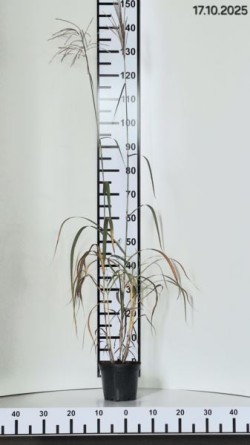 Miscanthus sinensis 'Ballerina'