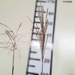 Miscanthus sinensis 'Ballerina'