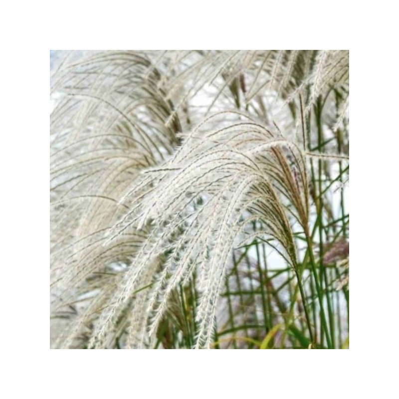 Miscanthus sinensis 'Heron'