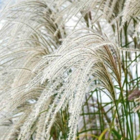 Miscanthus sinensis 'Heron'
