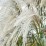 Miscanthus sinensis 'Heron'