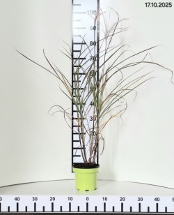 Miscanthus sinensis 'Heron'