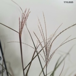 Miscanthus sinensis 'Heron'