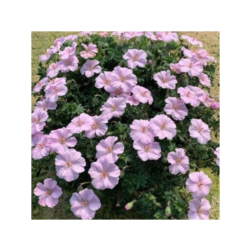 Geranium sanguineum FRIVOLIUS PINK 'MVNG1811'