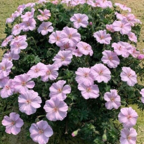 Geranium sanguineum FRIVOLIUS PINK 'MVNG1811'