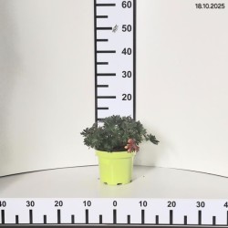 Geranium sanguineum FRIVOLIUS PINK 'MVNG1811'