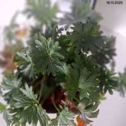 Geranium sanguineum FRIVOLIUS PINK 'MVNG1811'