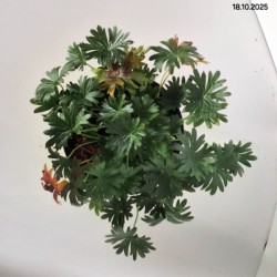 Geranium sanguineum FRIVOLIUS PINK 'MVNG1811'