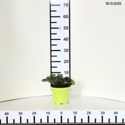 Geranium sanguineum FRIVOLIUS LILAC 'MVNG1901'