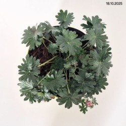 Geranium sanguineum FRIVOLIUS PURPLE 'MVNG1905'