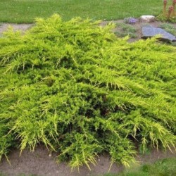 Juniperus ×pfitzeriana 'Old...