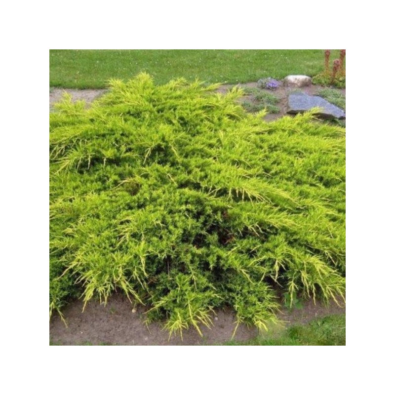 Juniperus ×pfitzeriana 'Old Gold'