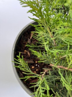 Juniperus ×pfitzeriana 'Old Gold'