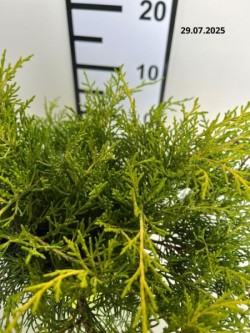 Juniperus ×pfitzeriana 'Old Gold'