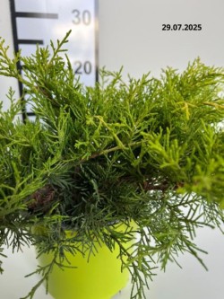 Juniperus ×pfitzeriana 'Old Gold'