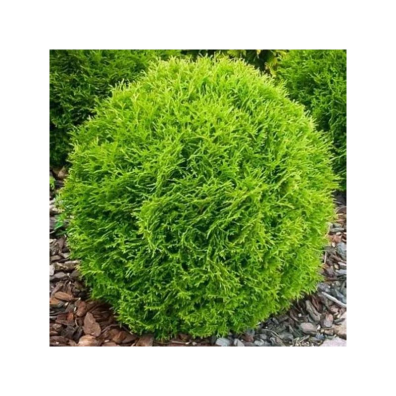 Thuja occidentalis 'Tiny Tim'
