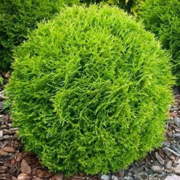Thuja occidentalis 'Tiny Tim'