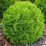 Thuja occidentalis 'Tiny Tim'