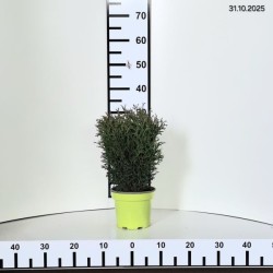 Thuja occidentalis 'Tiny Tim'