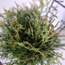 Thuja occidentalis 'Tiny Tim'