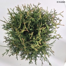 Thuja occidentalis 'Tiny Tim'