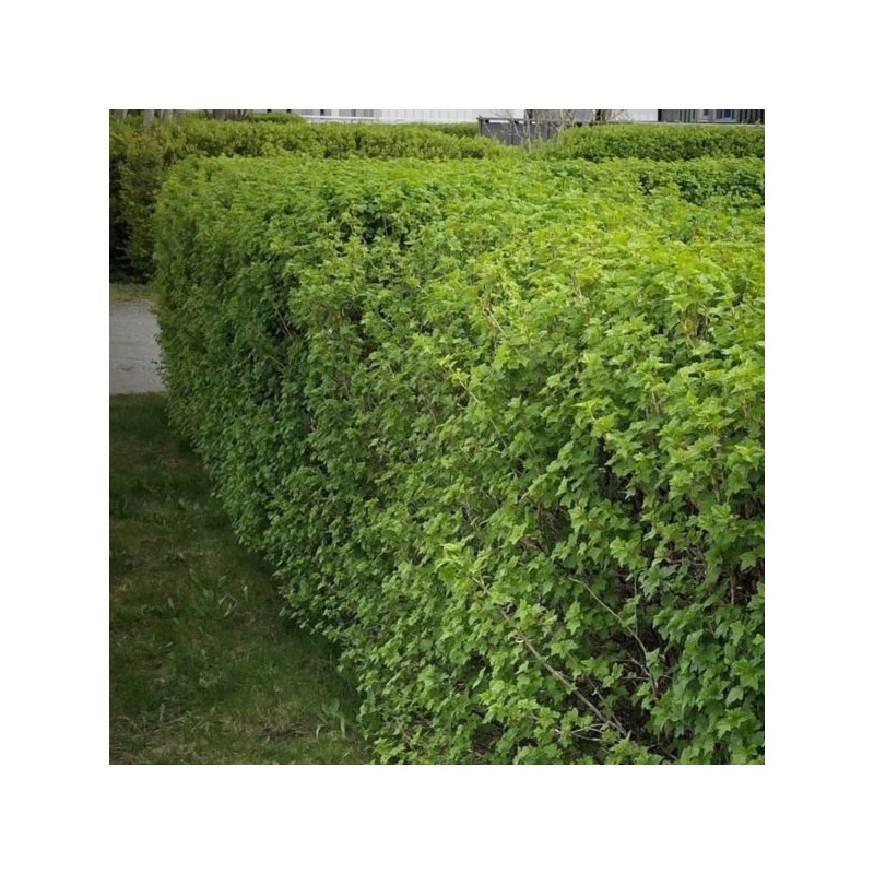 Ribes alpinum 'Schmidt'