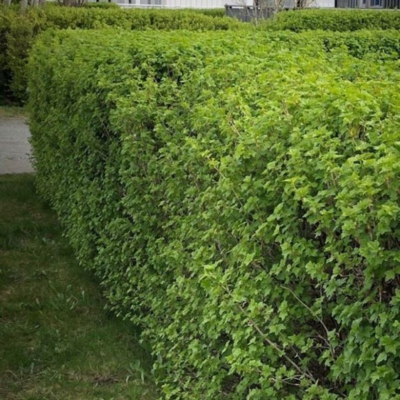 Ribes alpinum 'Schmidt'