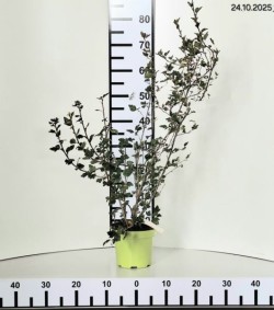 Ribes alpinum 'Schmidt'