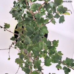 Ribes alpinum 'Schmidt'