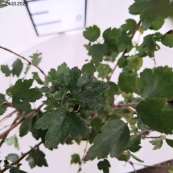 Ribes alpinum 'Schmidt'