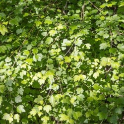 Ribes alpinum 'Schmidt'