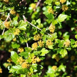 Ribes alpinum 'Schmidt'
