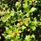 Ribes alpinum 'Schmidt'