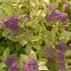 Spiraea japonica 'Golden...