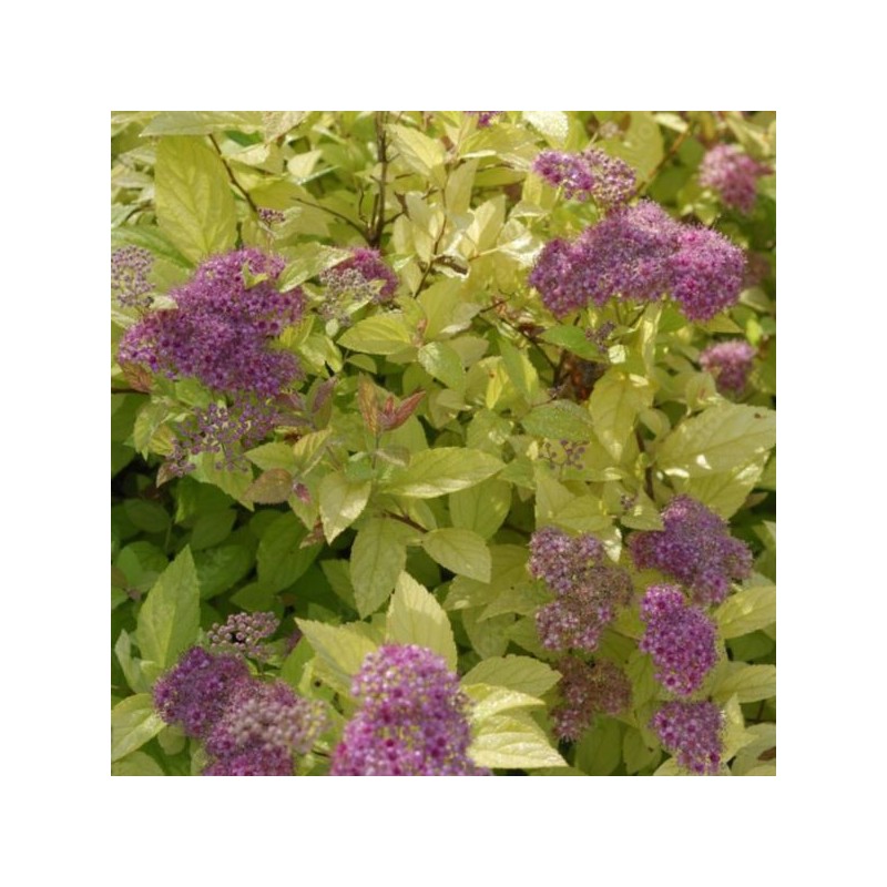 Spiraea japonica 'Golden Princess'