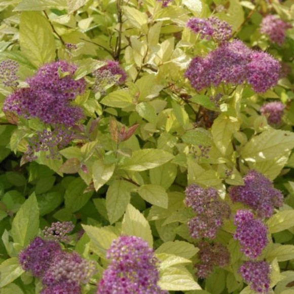 Spiraea japonica 'Golden Princess'