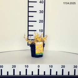 Spiraea japonica 'Golden Princess'