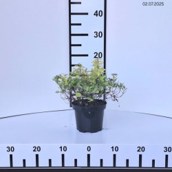 Spiraea japonica 'Golden Princess'