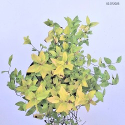 Spiraea japonica 'Golden Princess'