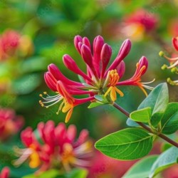 Lonicera ×brownii 'Dropmore...