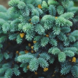 Picea pungens 'Glauca Globosa'