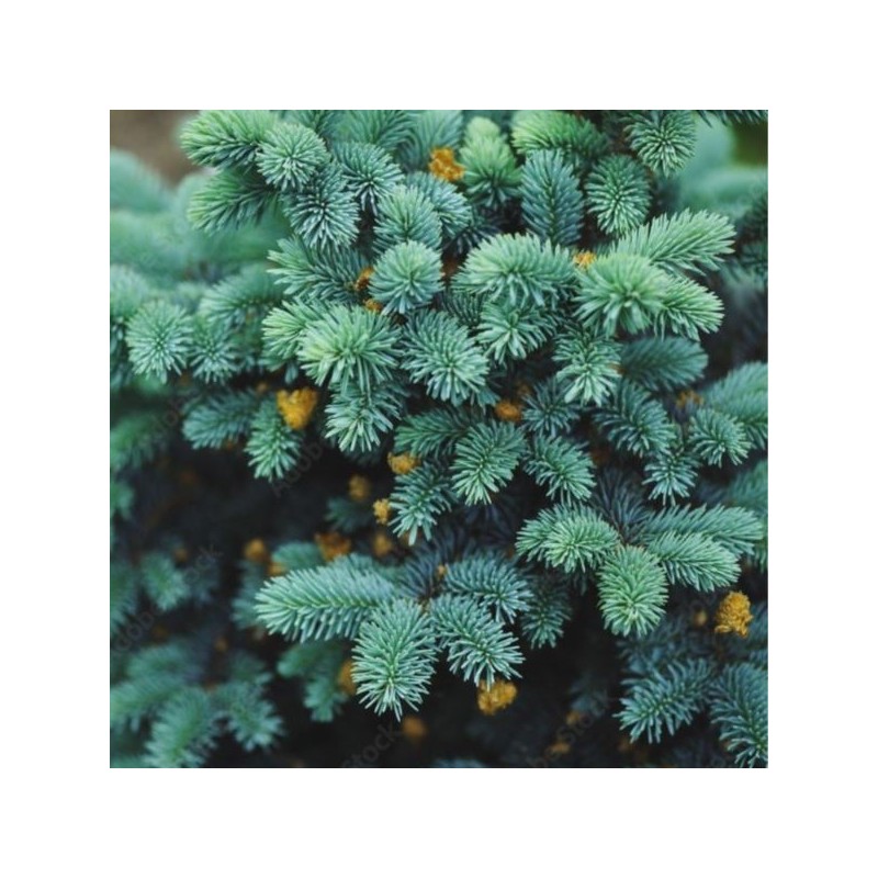 Picea pungens 'Glauca Globosa'
