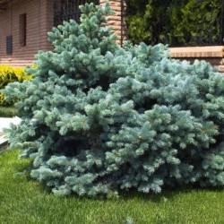 Picea pungens 'Glauca Globosa'