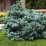 Picea pungens 'Glauca Globosa'
