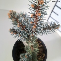 Picea pungens 'Glauca Globosa'