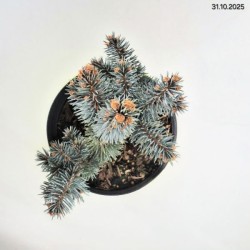 Picea pungens 'Glauca Globosa'