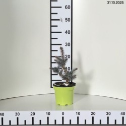 Picea pungens 'Glauca Globosa'