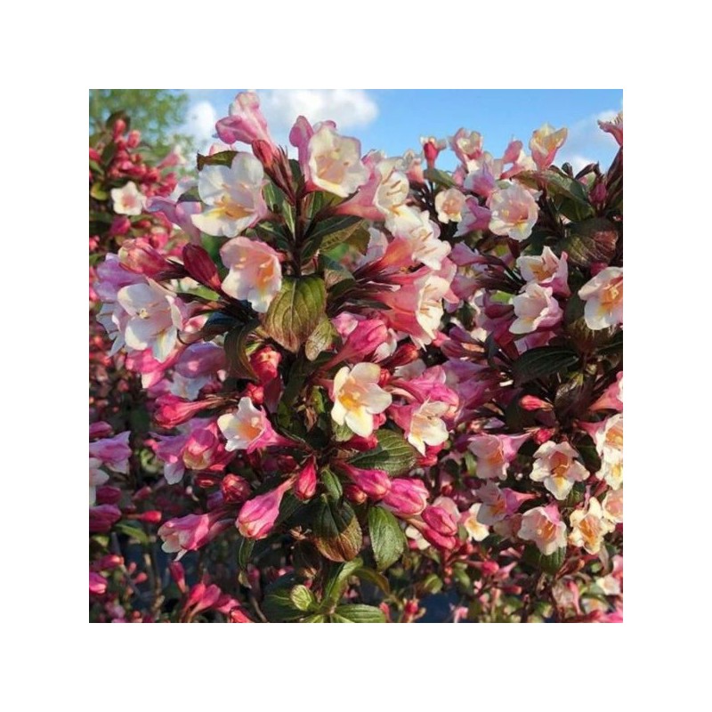 Weigela VINTAGE LOVE 'TVP1' PBR