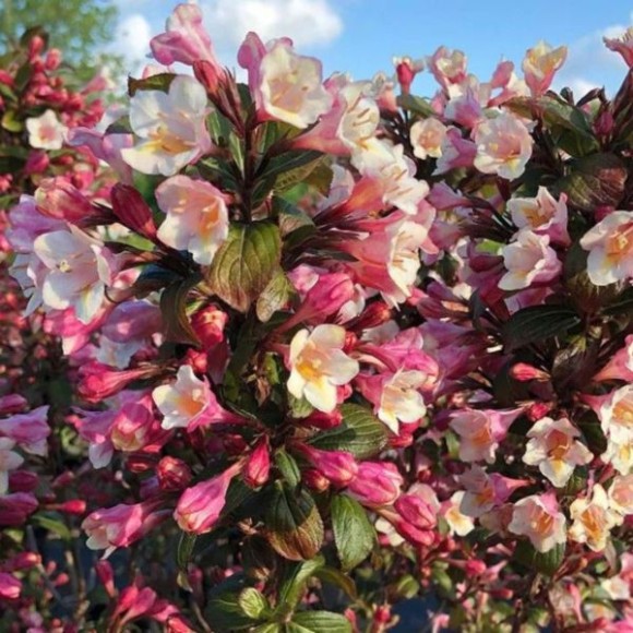 Weigela VINTAGE LOVE 'TVP1' PBR